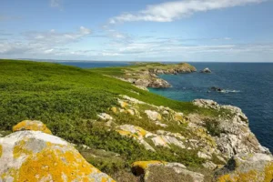 View from the highest point of Great Saltee Island