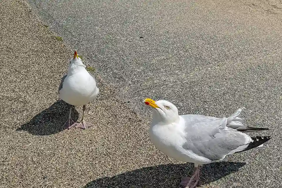 Two gulls, one with head back singing.