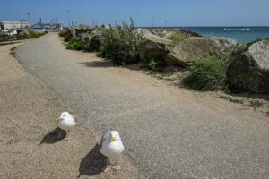 Two gulls on the path next to the sea wall at Kilmore Quay