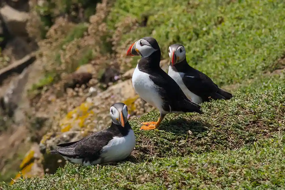 Puffins standing and sitting on the cliff edge