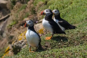Group of Puffins standing on the cliff