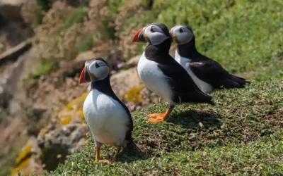 Visiting the Puffins on the Saltee Islands