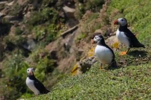 Three puffins standing on the cliff edge