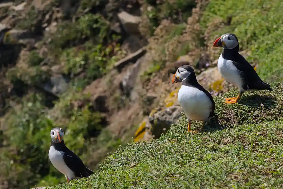 Three puffins standing on the cliff edge