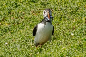 Puffin with a beak full of fish