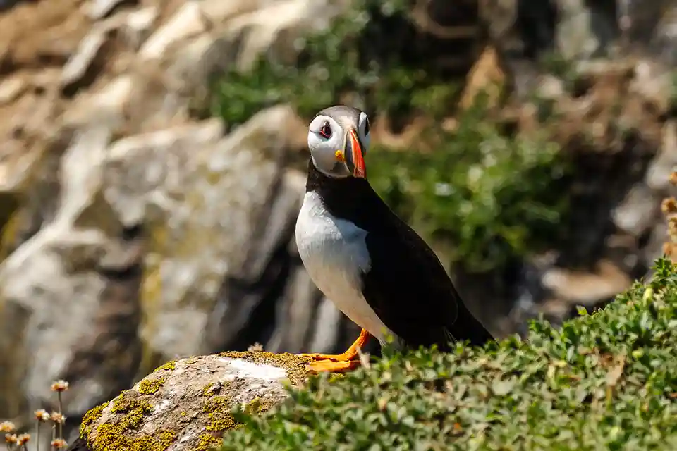 Puffin, showing the colourful beak and distinctive face