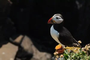 Puffin on Great Saltee Island, Co Wexford