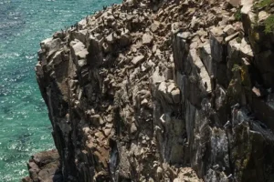 Guillemots on Great Saltee Island, Co Wexford