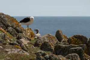Great Black Backed Gull with Chick on Saltee Islands