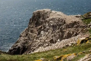 Rocks covered in closely-packed gannets, perching and nesting.