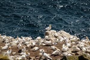 Gannets nesting on the rocks on Great Saltee Island